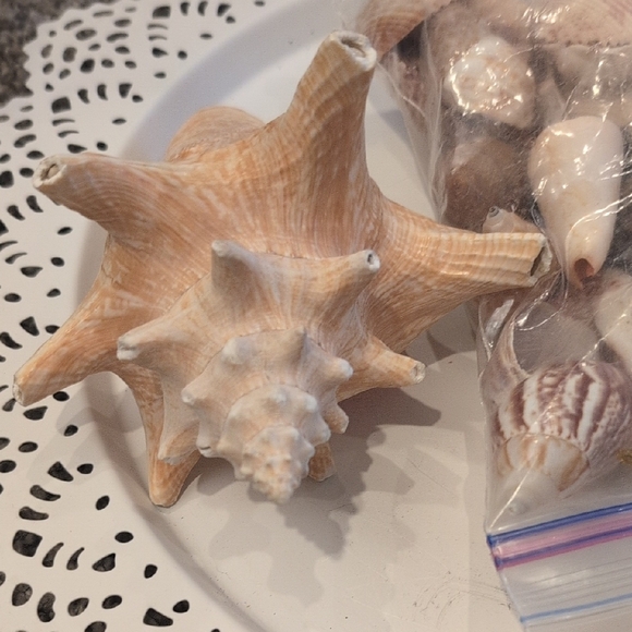 Assorted Seashell Collection - Picture 4 of 6